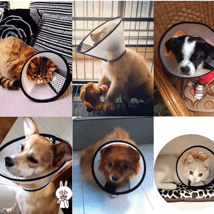 Collare Elisabettiano PVC Taglia Piccola 17-32cm per Cani e Gatti, Trasparente Anti-Morso