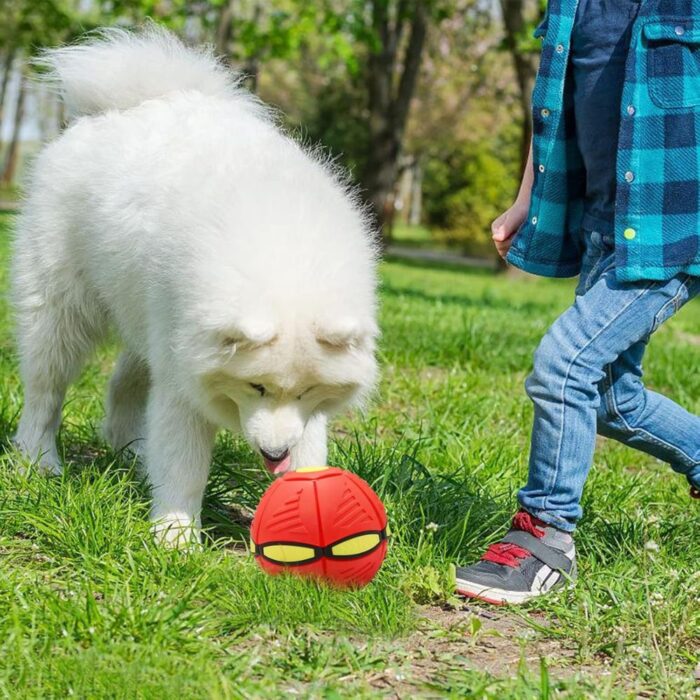 🐾 Scopri la sezione Animali Domestici di Pezzella Shop: accessori, prodotti per la cura, giochi e soluzioni pratiche per il benessere dei tuoi amici a quattro zampe.