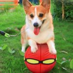 🐾 Scopri la sezione Animali Domestici di Pezzella Shop: accessori, prodotti per la cura, giochi e soluzioni pratiche per il benessere dei tuoi amici a quattro zampe.