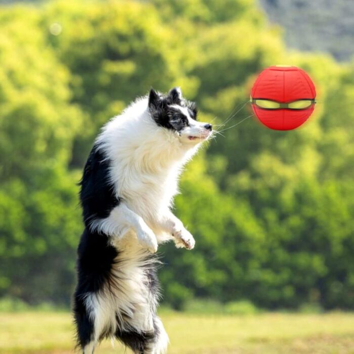 🐾 Scopri la sezione Animali Domestici di Pezzella Shop: accessori, prodotti per la cura, giochi e soluzioni pratiche per il benessere dei tuoi amici a quattro zampe.